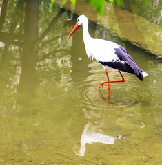 Very beautiful animals