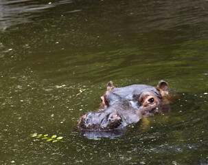 Very beautiful animals