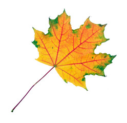bright fallen autumn maple leaf isolated on transparent background