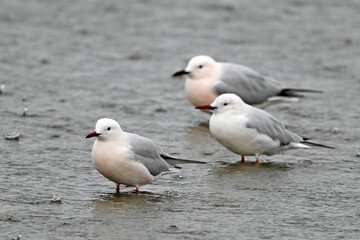 Obraz premium Dünnschnabelmöwen im Regen // Slender-billed gulls sitting in the rain (Chroicocephalus genei / Larus genei) 