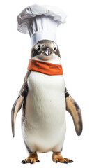 Fototapeta premium PNG Penguin animal bird