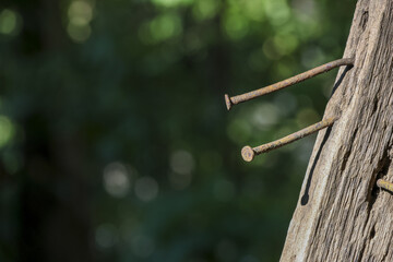 Old rusty metal nail hammered into weathered timber. forgotten, abandoned object outdoor with...