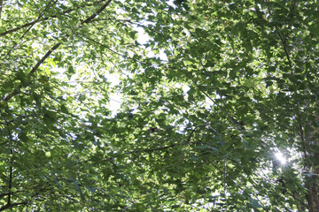 Serene low angle view of lush green leaf tree canopy with bright sun shining through. Peaceful and tranquil nature scene in summer forest, creating calm atmosphere