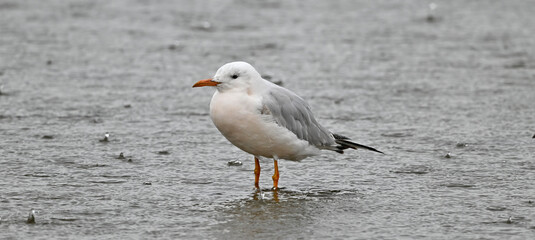 Slender-billed gull sitting in the rain // Dünnschnabelmöwe im Regen (Chroicocephalus genei / Larus genei) 