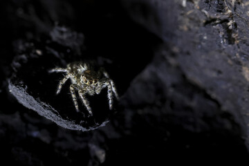 Creepy macro spider sitting on dark wet rock in cave. Mysterious animal against black background, looking alert and creating feeling of fear and suspense