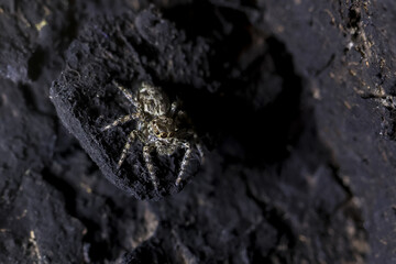 Creepy small jumping spider hidden in dark shadows, macro wildlife photograph of camouflaged arachnid on black rock. tiny intimidating creature appears stealthy
