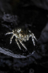 Creepy macro close up of tiny jumping spider in its dark, natural habitat. This mysterious nocturnal arachnid waits in shadow, hunter with eight eye and hairy detail