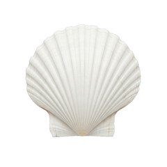 White Scallop Shell with Ribbed Texture isolated on a transparent background ocean