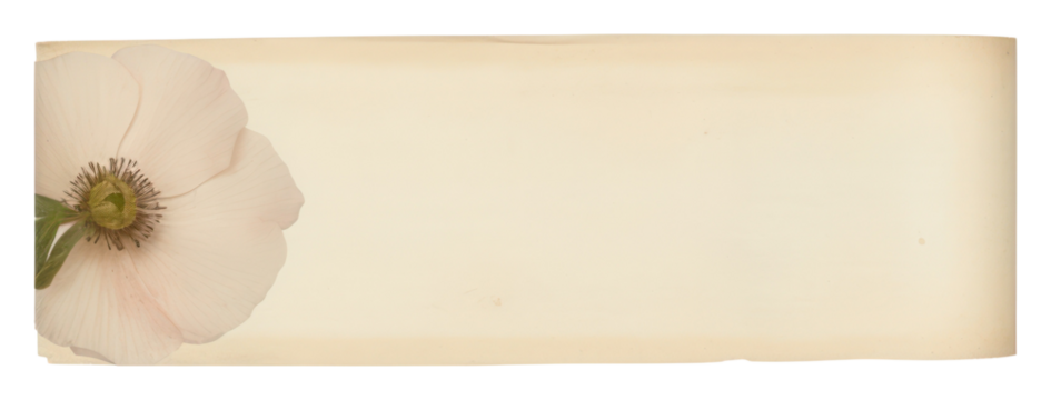 PNG Anemone ephemera blossom flower plant.