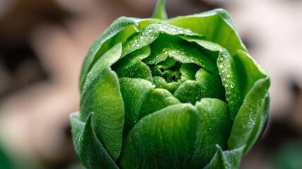 Close-up of a vibrant green plant bud covered in tiny water droplets, showing intricate layers of developing petals in a natural outdoor setting. - Powered by Adobe