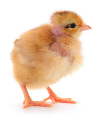 Naked neck chick isolated on white background