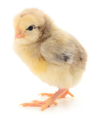 Cute baby chick isolated on white background