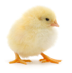 Fluffy yellow chick isolated on white background