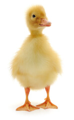 Cute yellow duckling isolated on white background