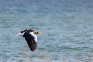 Steller's sea eagle flies over the sea