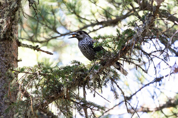 Spotted nutcracker sitting on a tree branch