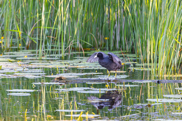 Eurasian coot bird swims on a lake among reeds