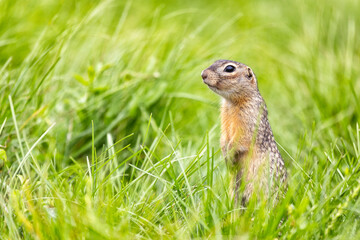 Speckled ground squirrel animal standing in the grass