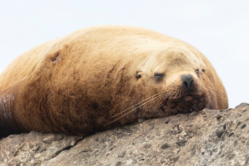 Naklejka premium Steller sea lion's rookery. Nevelsk, Sahalinskaya Oblast, Russia