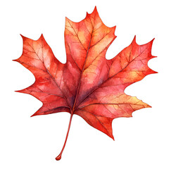 Watercolor Red Maple Leaf Clipart: Rustic Autumn Foliage
