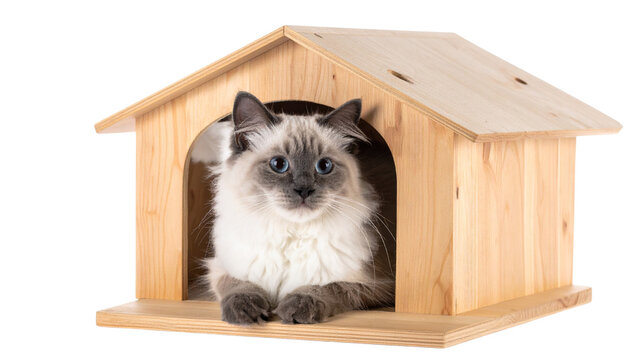 Burmilla cat duo resting inside wooden pet houses isolated on transparent background.