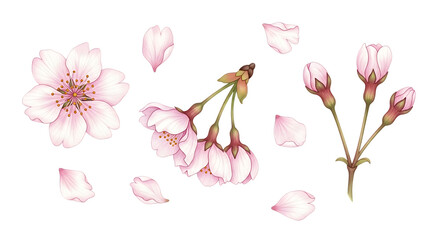 Delicate pink cherry blossom flowers and petals scattered artistically isolated on white background