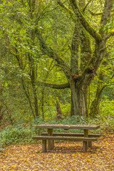 Old Wooden Picnic Table in a Quiet Autumn Forest Clearing with copy space