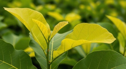 New leaves, yellow, emerging from green. Close-up