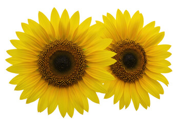 Obraz premium Isolated sunflowers in full bloom bring summer cheer to any floral display or arrangement
