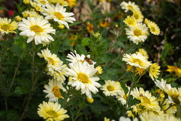 A bee collects nectar from white autumn flowers in October. Shallow depth of field, selective focus.