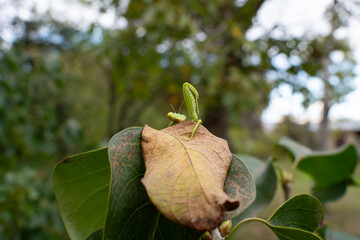 Praying mantis. The mantis's head and raised leg rise above a dry leaf. Selective focus, shallow depth of field.