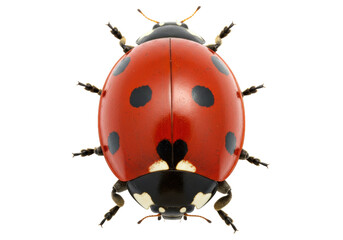 Isolated red ladybug with black spots, close-up view of a cute insect on neutral background