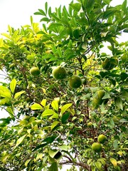 Green Oranges Hanging on the Branches 