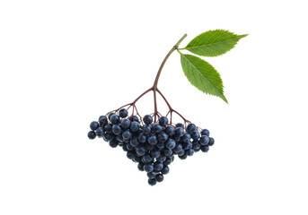 Isolated bunch of ripe elderberries with green leaves and stems, delicious healthy fruit