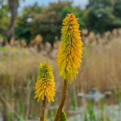Red Hot Poker Plant at Werribee Zoo in Melbourne  Victoria Australia is a beautiful zoo with lots of space for wild animals to roam around 