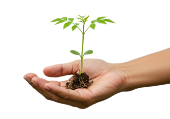 Isolated green seedling held in palm of hand offers hope for growth and conservation