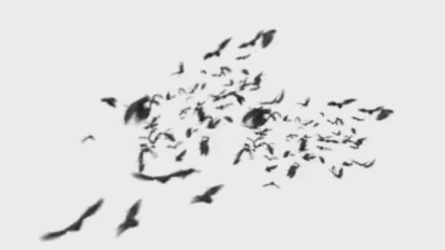 Flying bats isolated on white background	