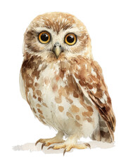 Fototapeta premium PNG Watercolor owl illustration art.