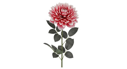 Isolated blooming pink dahlia flower single stem against a neutral backdrop, floral decoration © Johanna