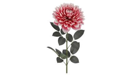 Isolated blooming pink dahlia flower single stem against a neutral backdrop, floral decoration
