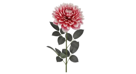 Fototapete Dahlie Isolated blooming pink dahlia flower single stem against a neutral backdrop, floral decoration  © Johanna