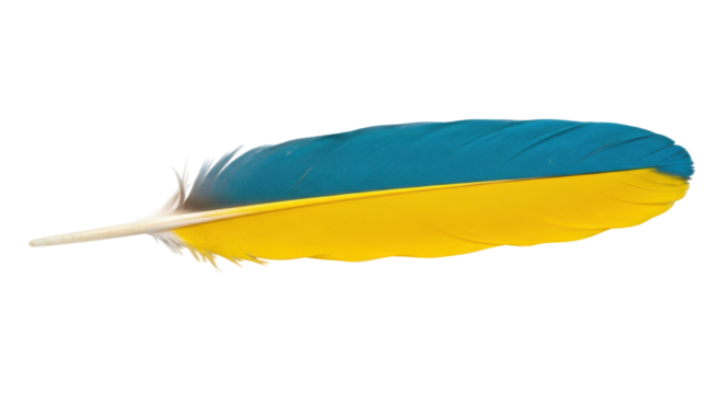 Isolated colorful feather with blue and yellow in horizontal orientation on clear space