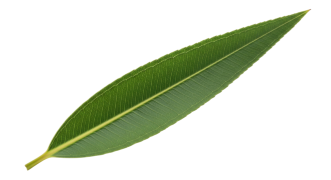 Isolated oleander leaf showing intricate vein details, natural, simple, botanical detail