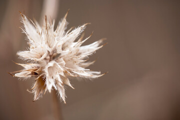 Dried Echinops ritro, common name globe thistle,seedhead, late stage