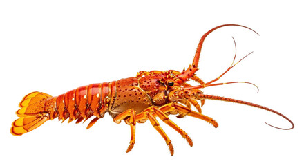 Isolated Spiny Lobster ready to be cooked, marine animal foodstuff, fresh from ocean