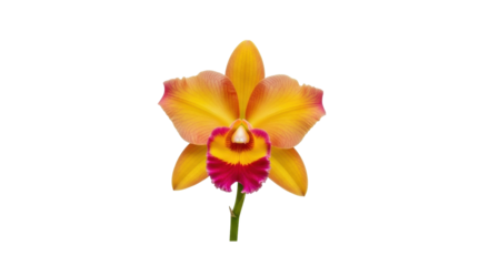 Isolated Cattleya orchid blossom in full bloom, bright yellow petals and magenta lip, beauty