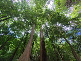 Bottom-up view green mangrove forest canopy. Natural carbon sink fight climate change