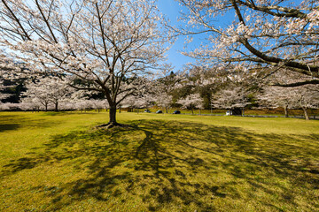 Fototapeta premium 桜のある風景