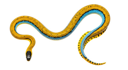 Isolated Rainbow snake on a seamless background for educational wildlife animal photography