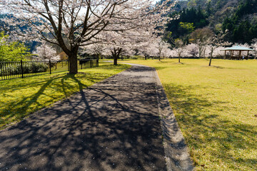 Obraz premium 桜のある風景